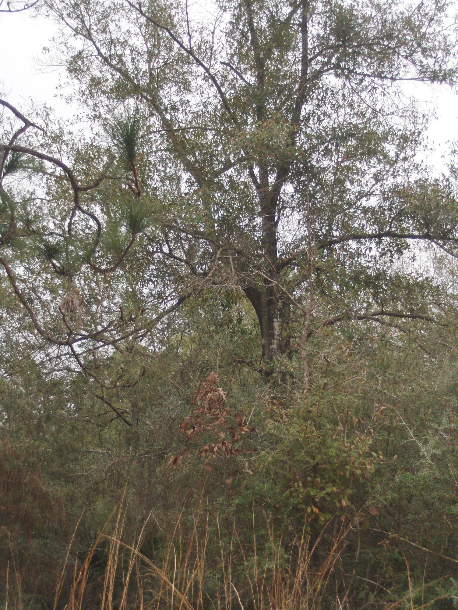 2.26-acres Walthal Road Crestview, FL 32539 - Photo 6 of 11 a close up of a tree