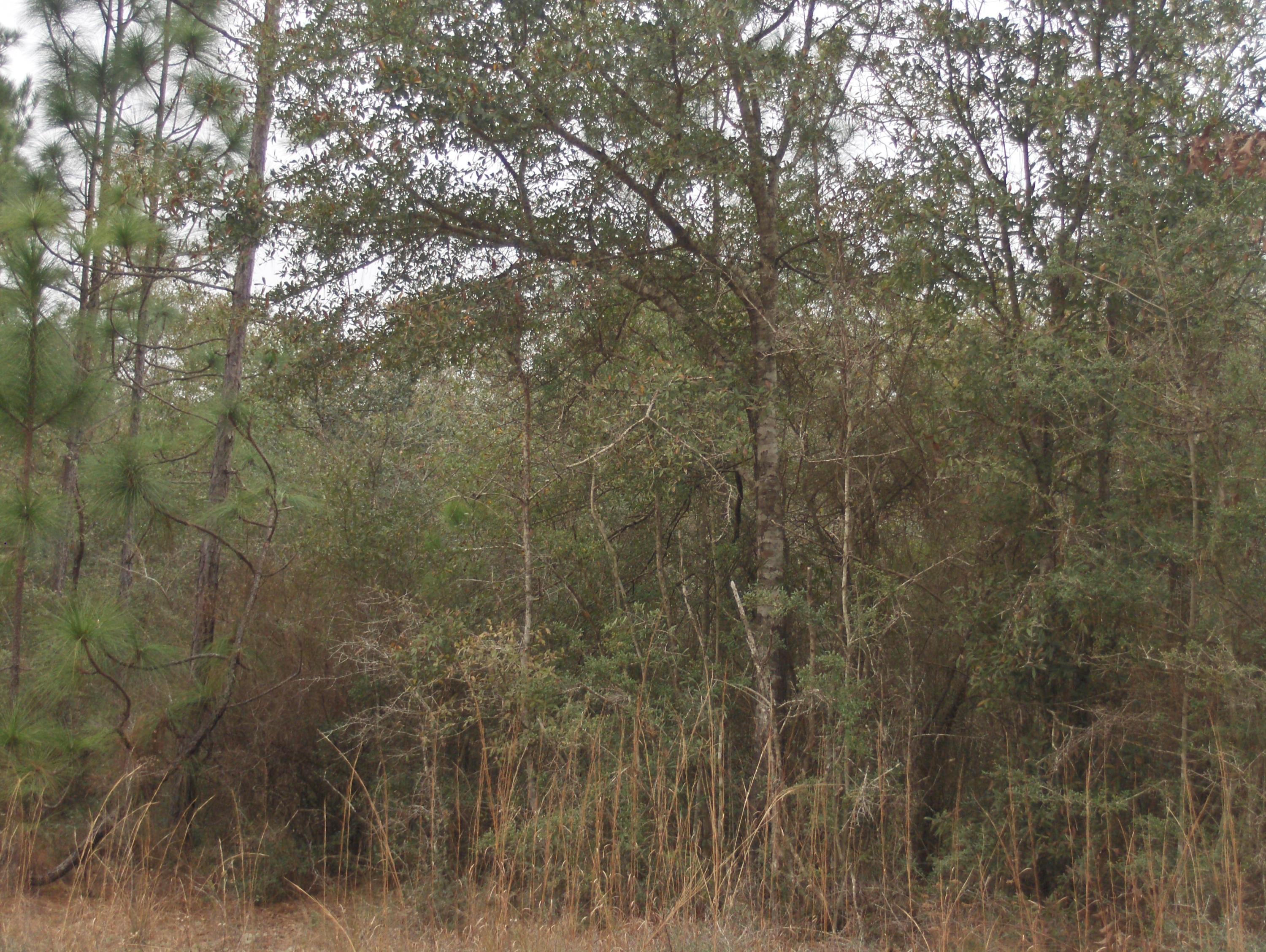 2.26-acres Walthal Road Crestview, FL 32539 - Photo 7 of 11 a view of a yard