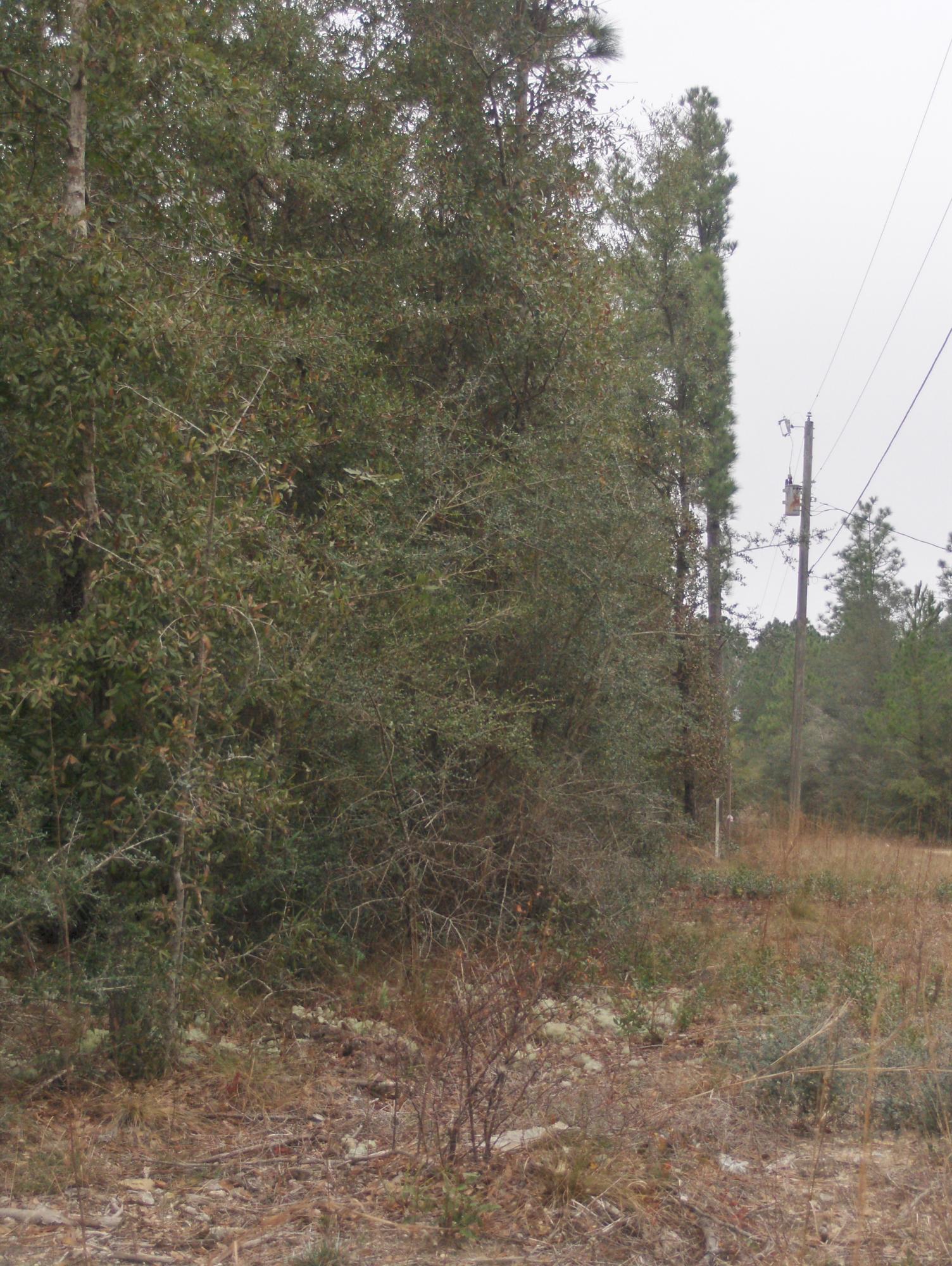 2.26-acres Walthal Road Crestview, FL 32539 - Photo 8 of 11 a view of a dry yard with trees