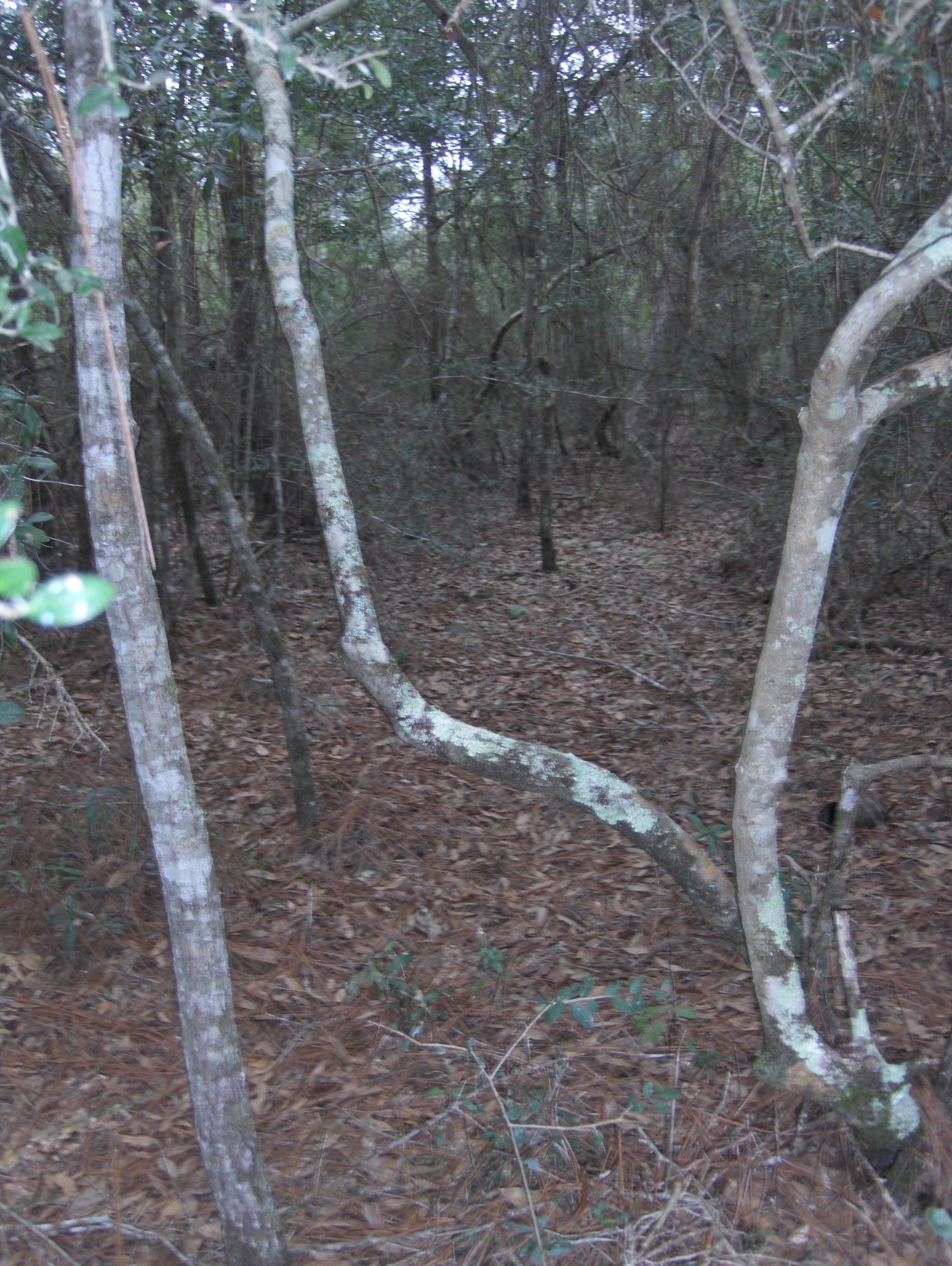 2.26-acres Walthal Road Crestview, FL 32539 - Photo 10 of 11 a view of a yard with trees