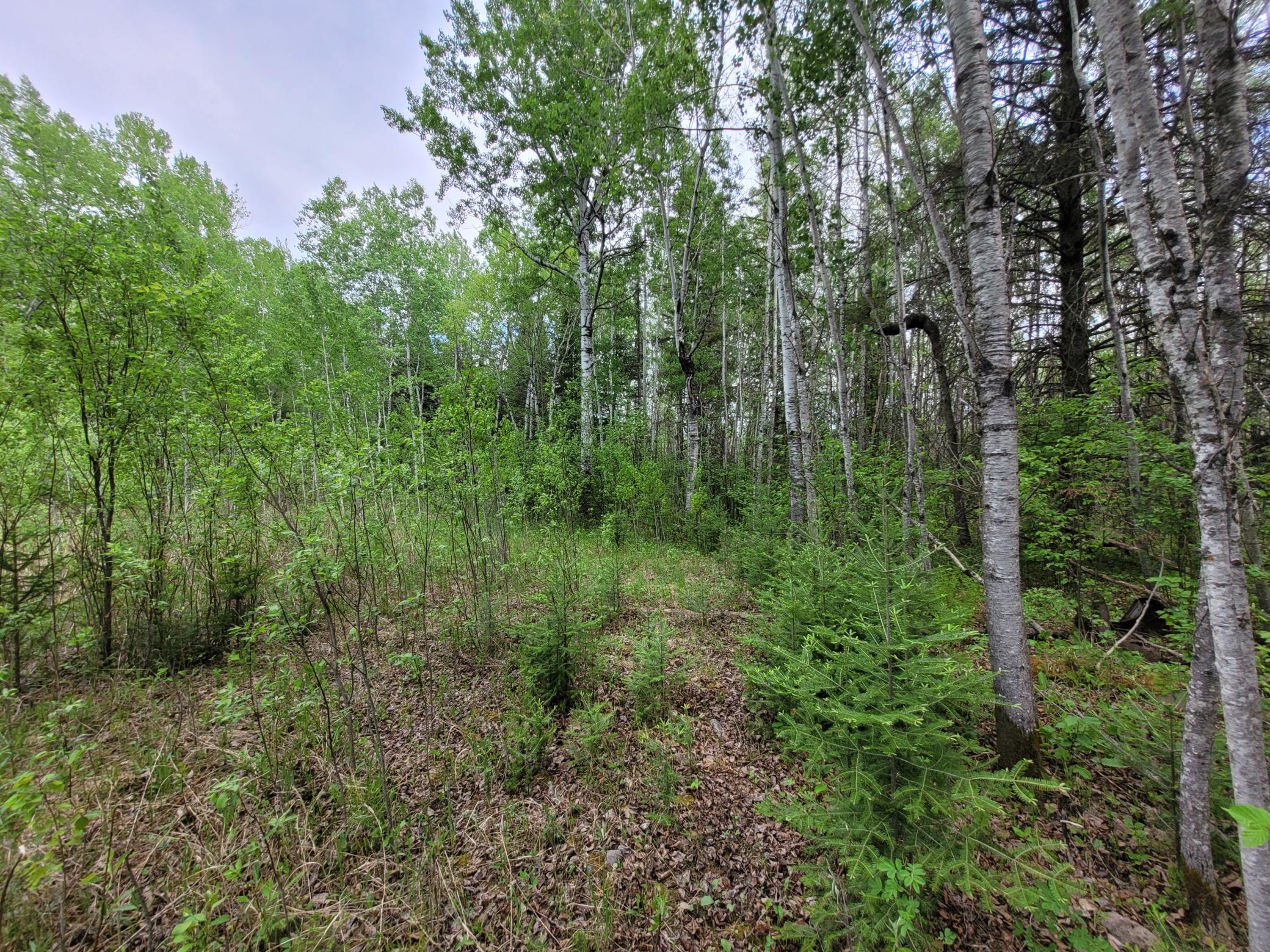 68232 County Road 547 Cook, MN 55723 - Photo 10 of 16