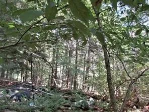 $49,700 | Lot 29 Sackett Creek Road, Nichols, NY 13812