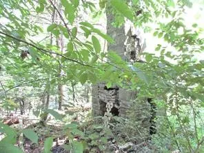 $49,700 | Lot 29 Sackett Creek Road, Nichols, NY 13812