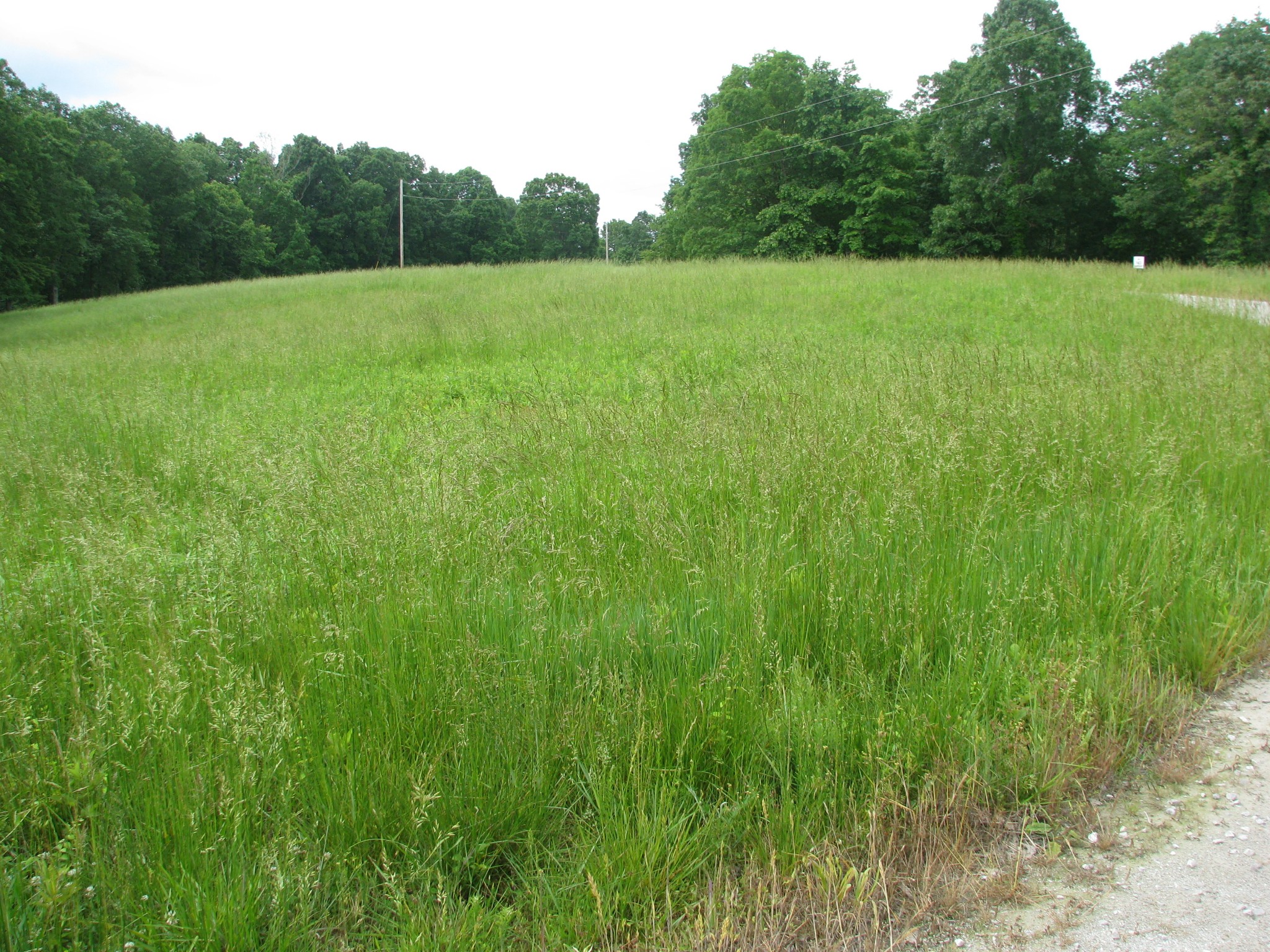 a view of a green field with plants