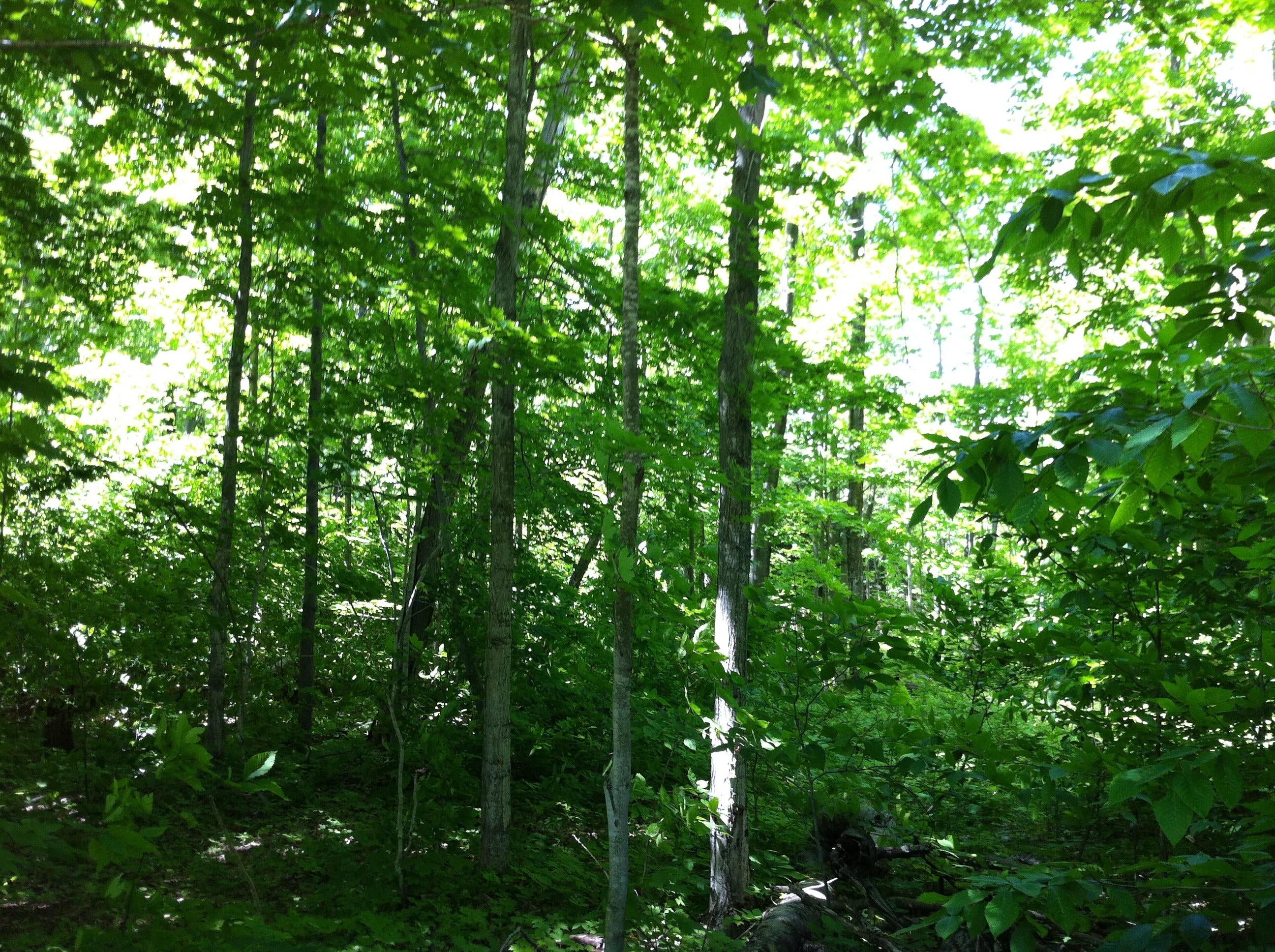 40 Ac V/l Hannigans Road Houlton, ME 04730 - Photo 12 of 20 Gallery Image 12