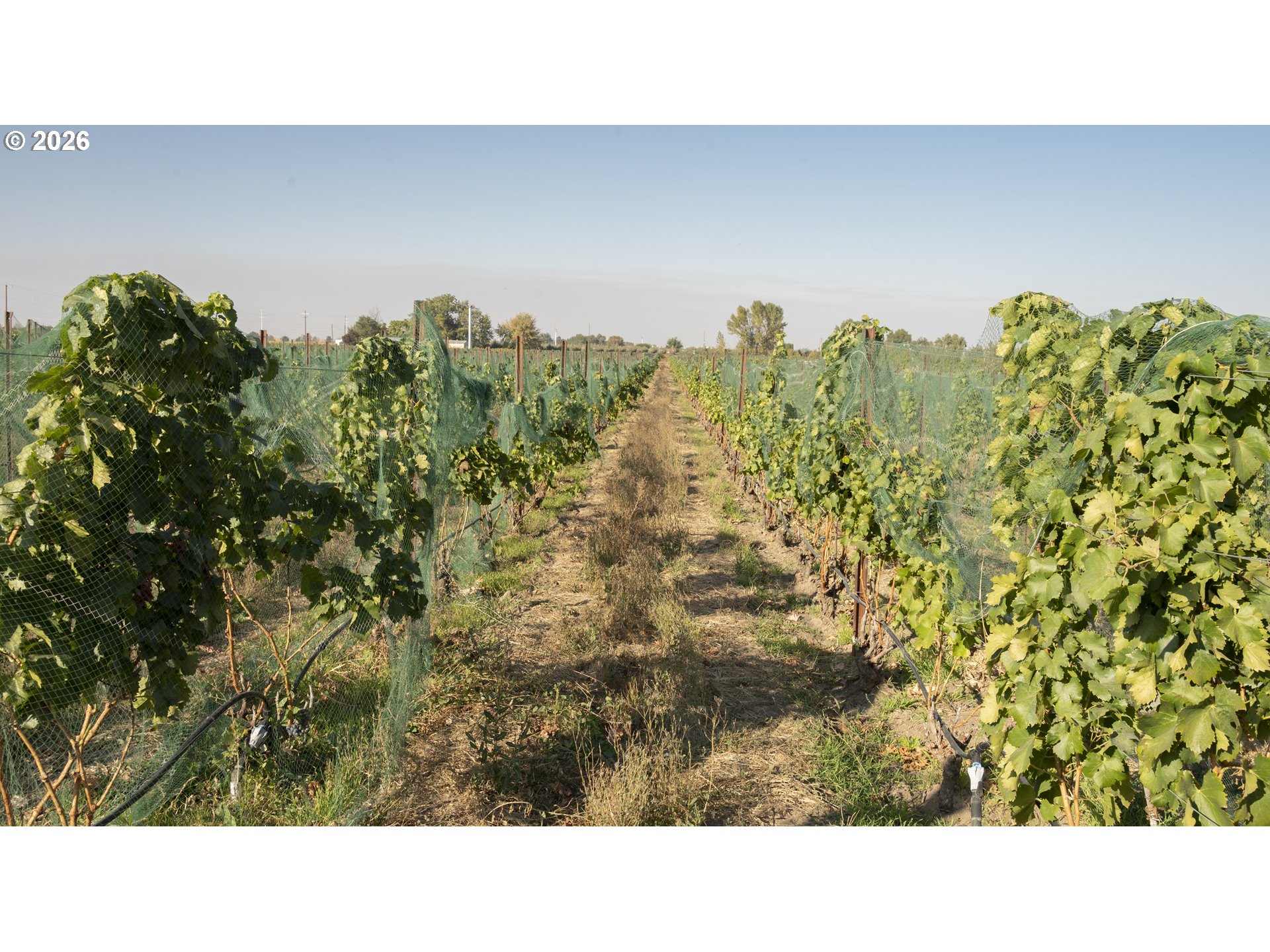 52201 County Road Milton Freewater, OR 97862 - Photo 5 of 6 a black and white photo of a forest