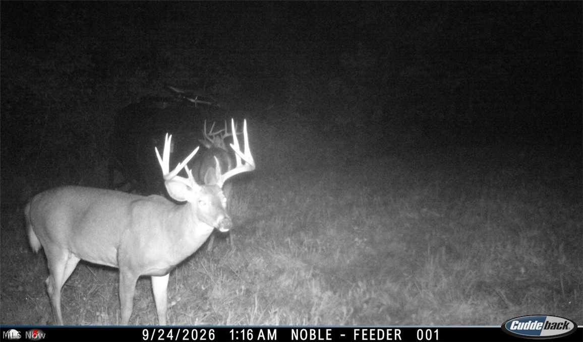 Lew Marten Road Summerfield, OH 43788 - Photo 13 of 50 Gallery Image 13