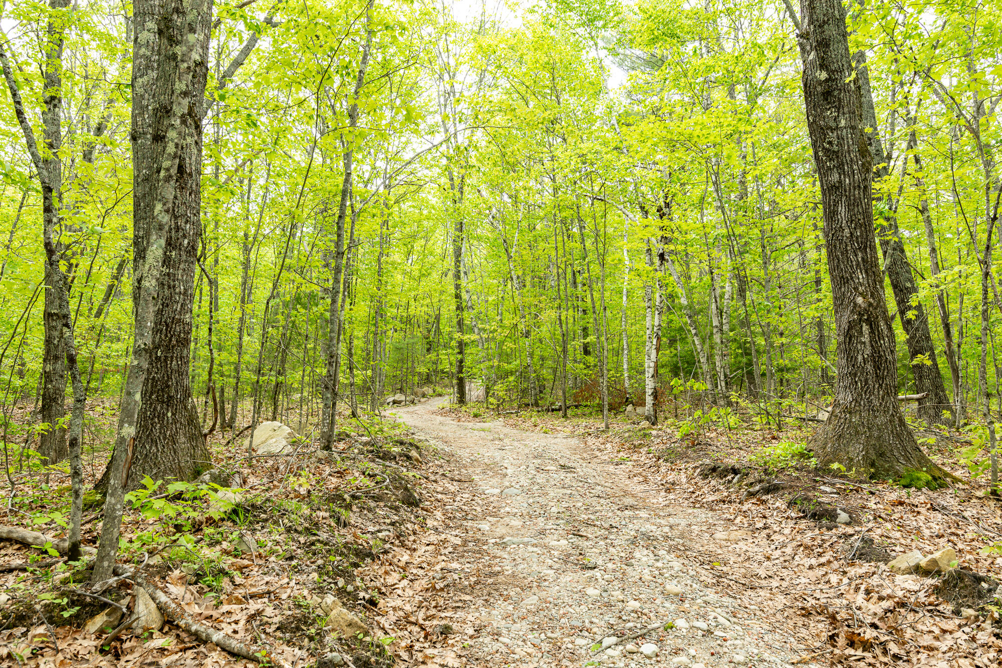 84 Hobbs Road West Newfield, ME 04095 - Photo 11 of 13 Driveway to Camper Site