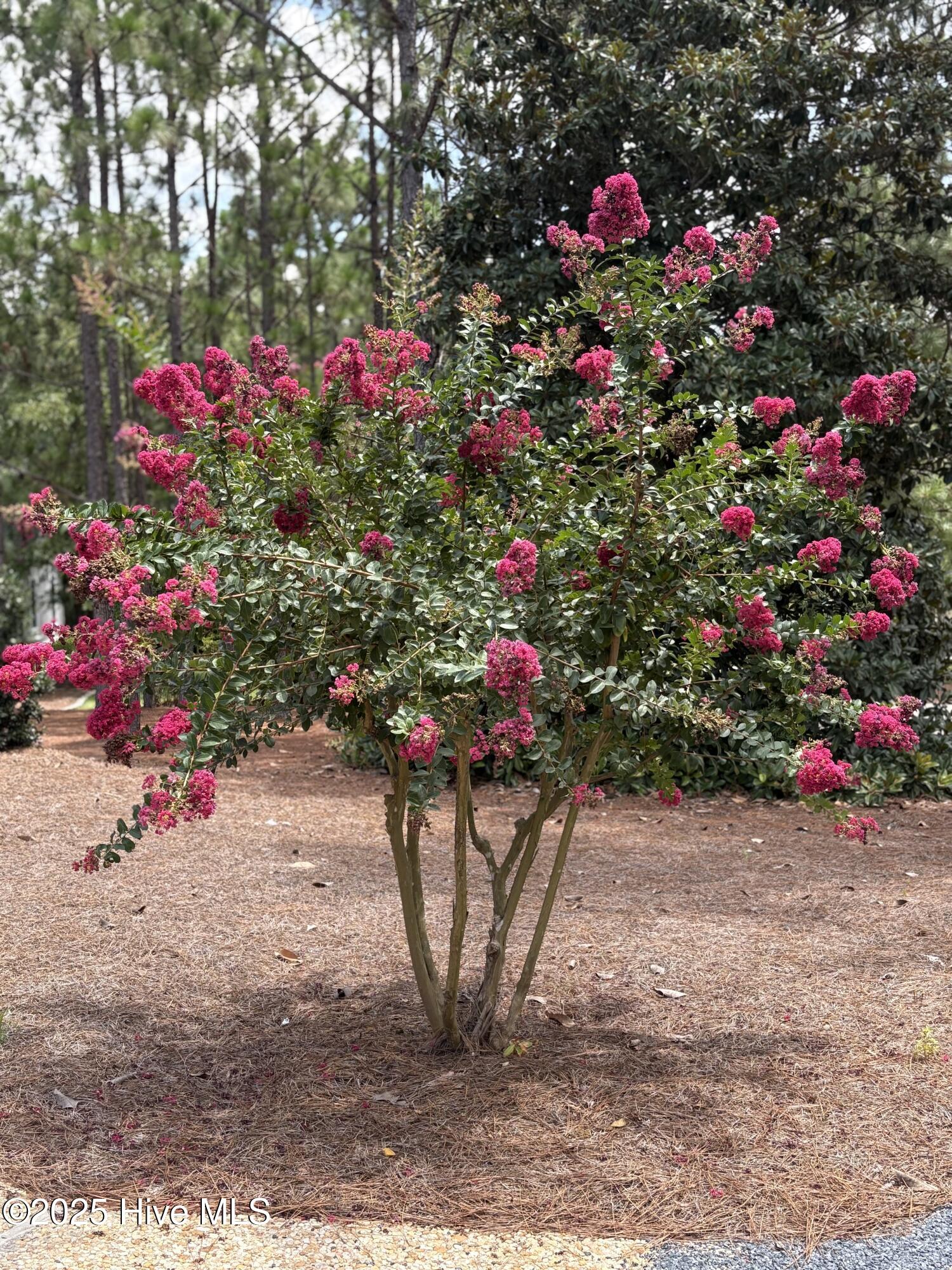 9 Sedgefield Lane Pinehurst, NC 28374 - Photo 3 of 48 IMG_1708
