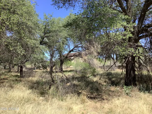a view of a tree in a yard
