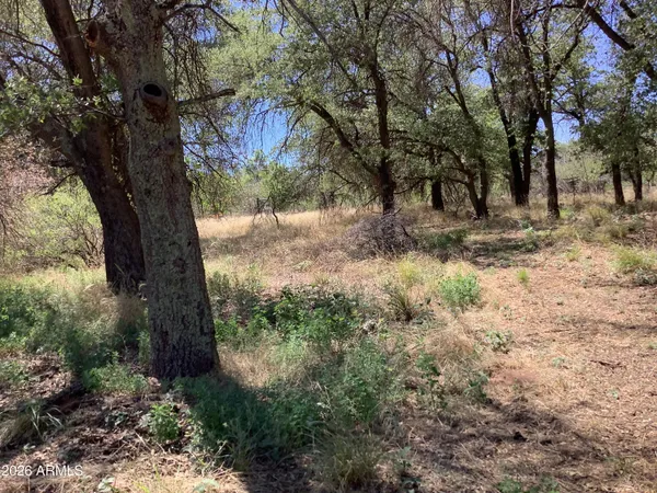 a view of a tree in the middle of a yard
