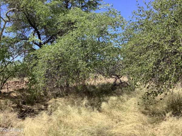 a view of a yard with plants