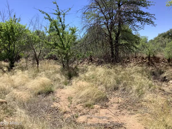 a view of a yard covered with trees