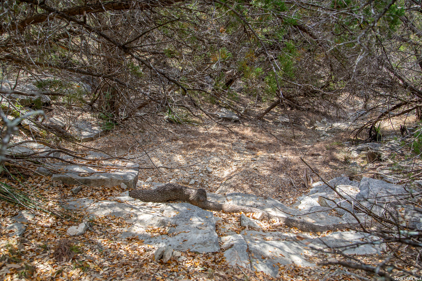 Tbd Rustling Ridge Bulverde, TX 78163 - Photo 29 of 42 a view of a tree