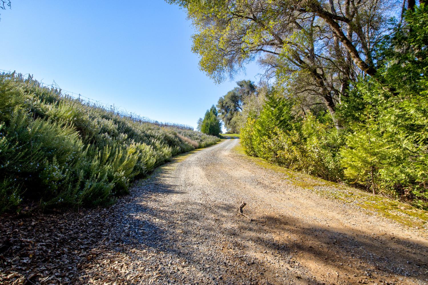 3900 Tawanka Road Somerset, CA 95684 - Photo 38 of 84 a view of a garden with plants and large trees