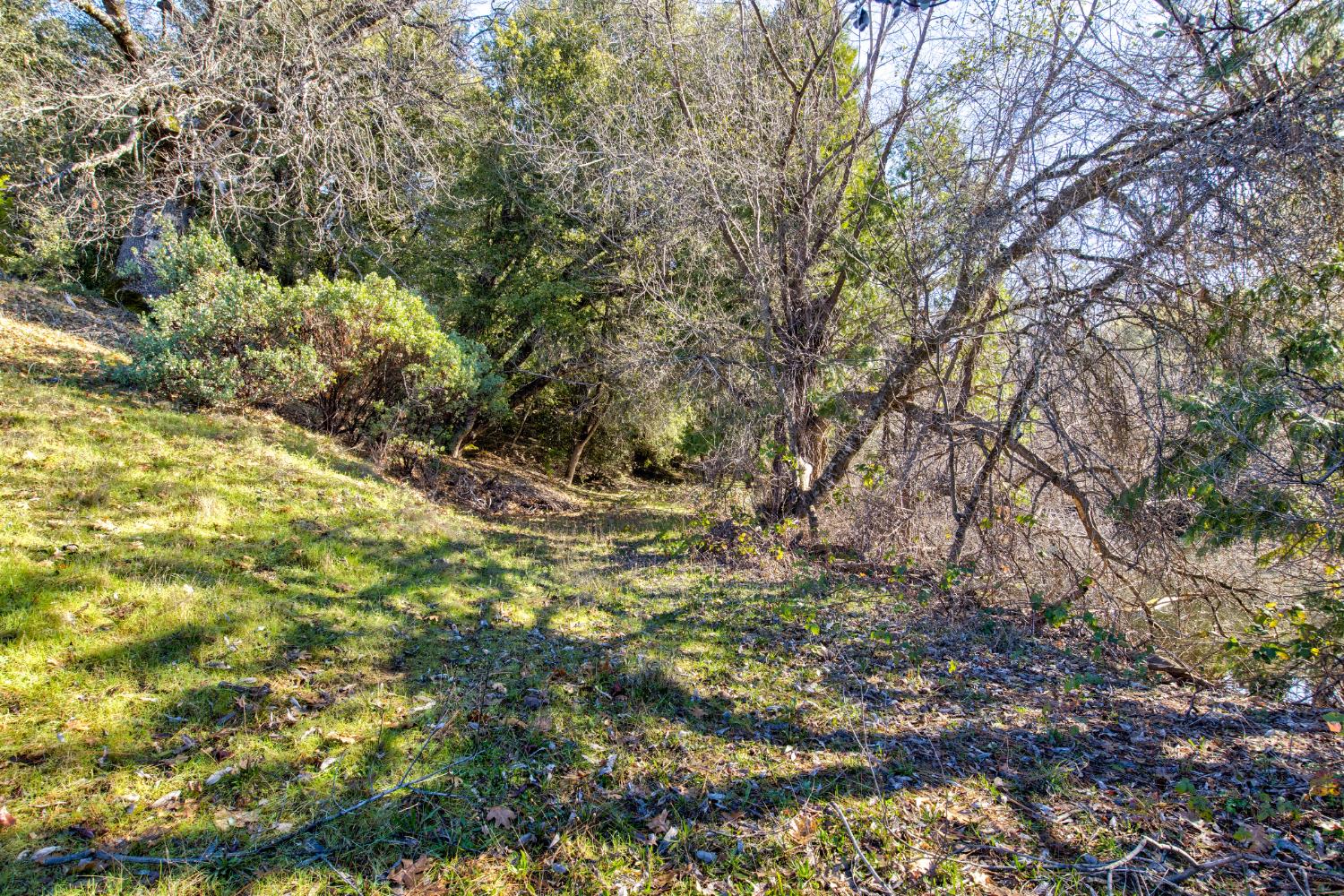 3900 Tawanka Road Somerset, CA 95684 - Photo 66 of 84 a view of a yard with plants and large trees