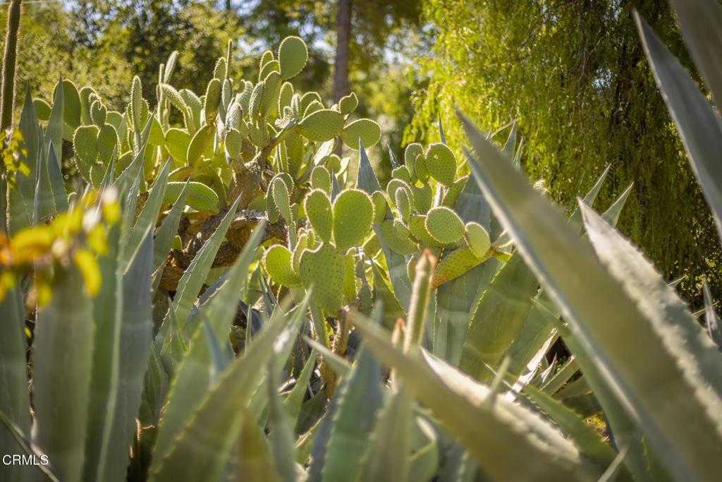 1320 McAndrew Road Ojai, CA 93023 - Photo 18 of 28 Gorgeous