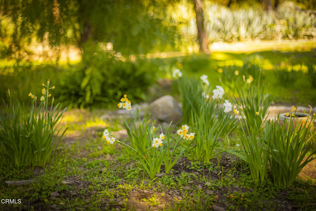 1320 McAndrew Road Ojai, CA 93023 - Photo 20 of 28 Meadow