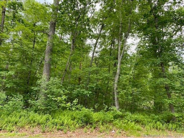 Lot#2 Kitt Road Canterbury, CT 06331 - Photo 1 of 1 a view of a lush green forest