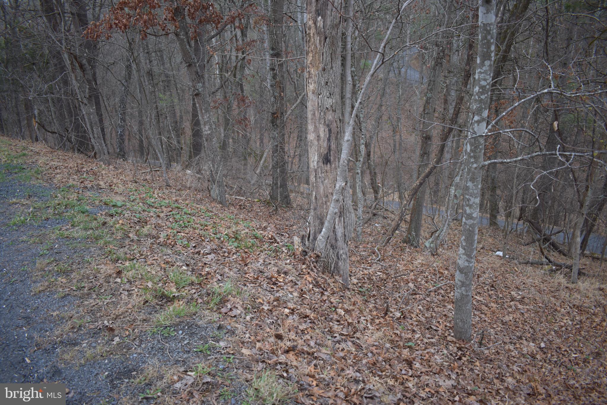 Anderson Road Mount Jackson, VA 22842 - Photo 1 of 6 Serene woodland path in autumn hues.