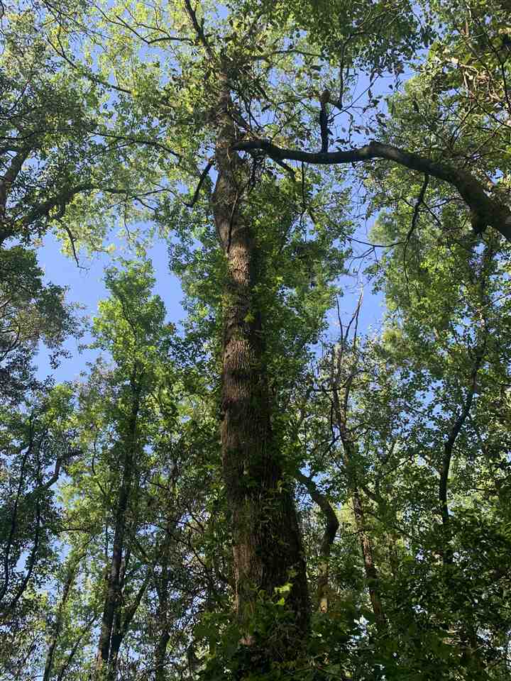 Lot 4 Pine Hill Road Cairo, GA 39828 - Photo 4 of 12