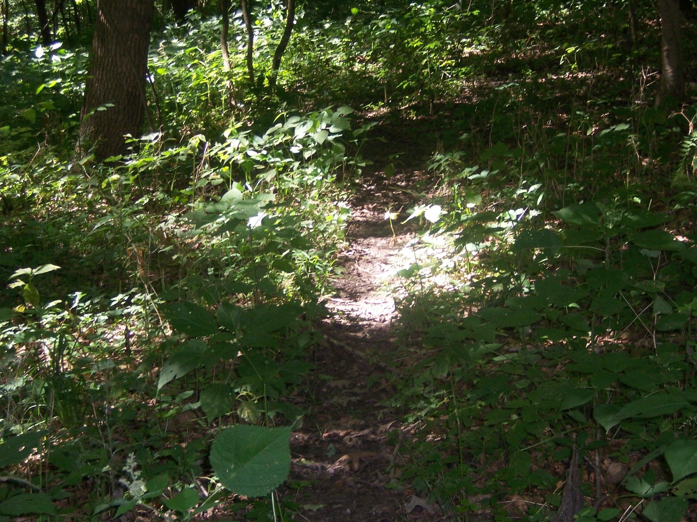 Tbd South Blanding Road Hanover, IL 61041 - Photo 16 of 18 a view of a tree