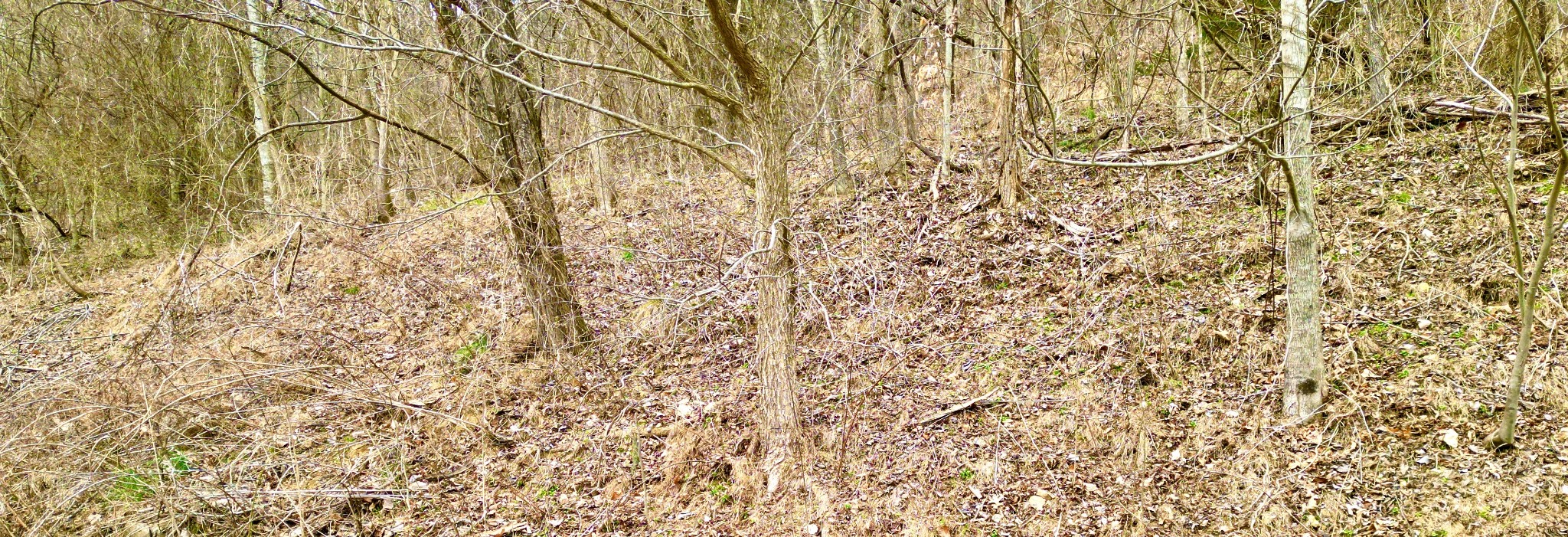 104 Blackberry Ridge Way Smithville, TN 37166 - Photo 3 of 6