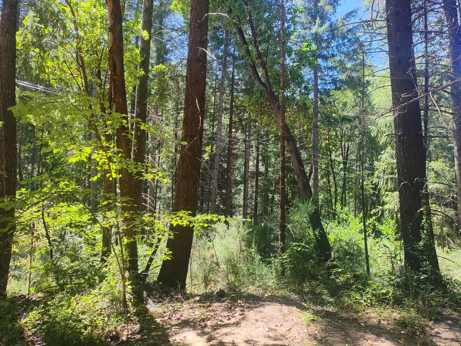 18290 Backwoods Road Nevada City, CA 95959 - Photo 3 of 24