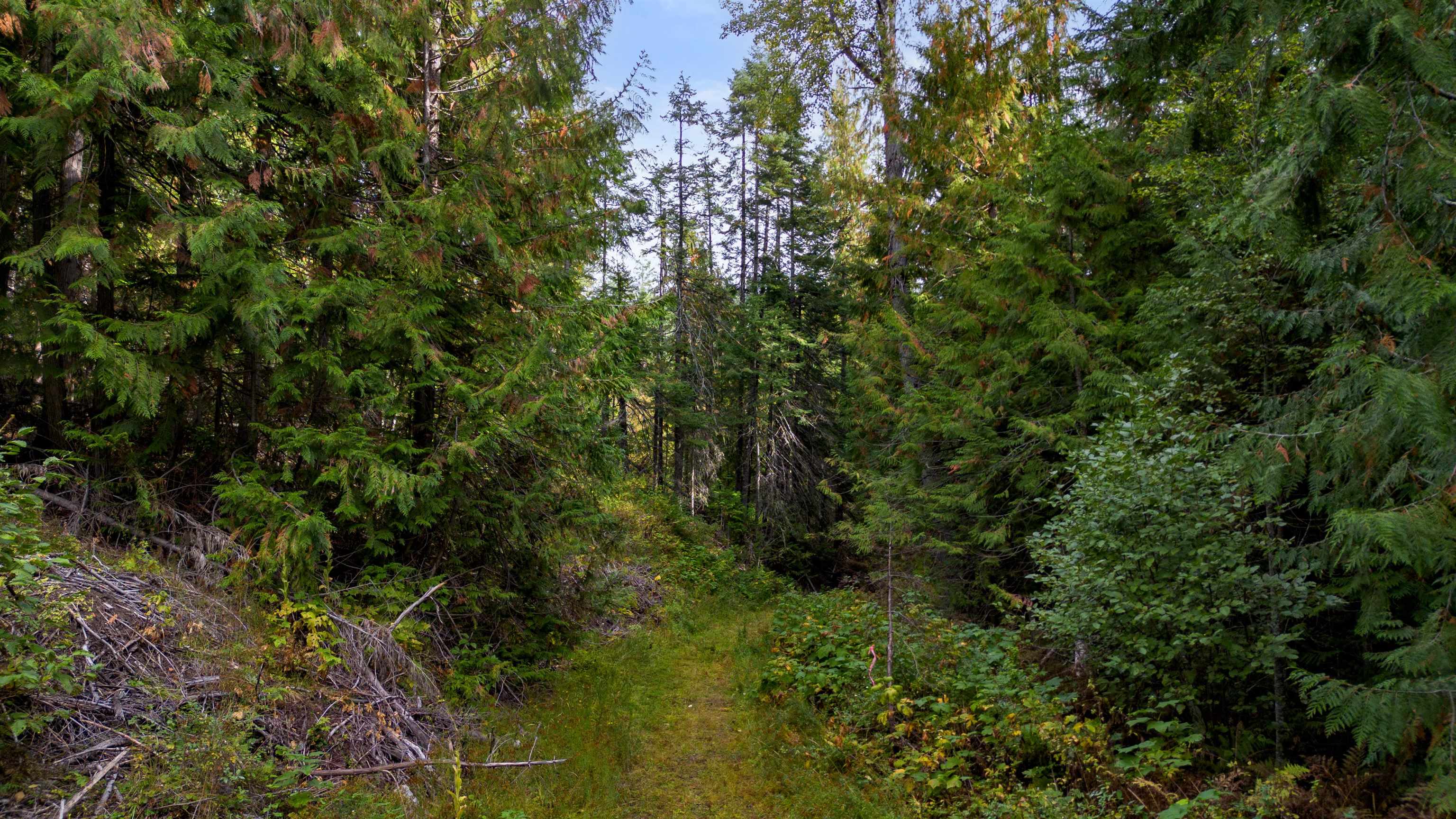 4450 Buck Creek Road Loon Lake, WA 99148 - Photo 2 of 14