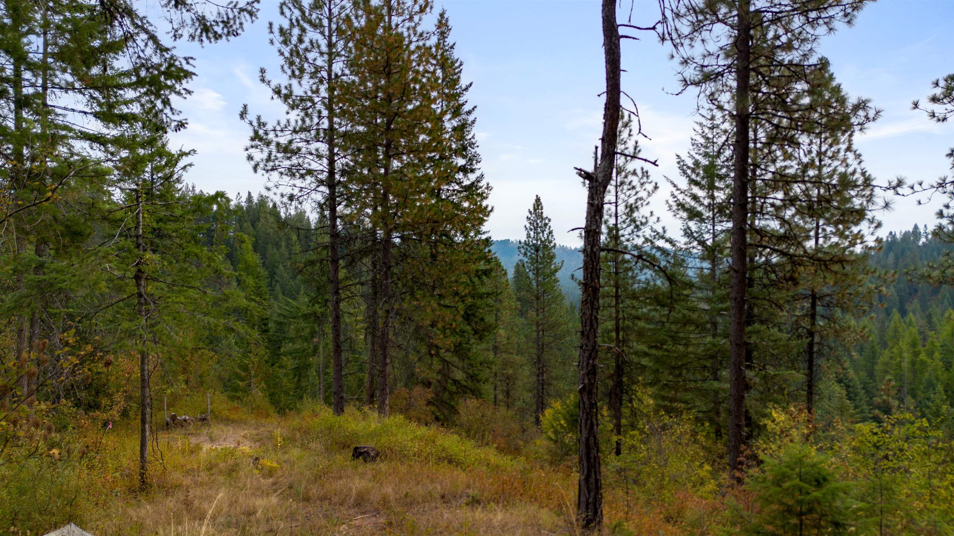 4450 Buck Creek Road Loon Lake, WA 99148 - Photo 4 of 14