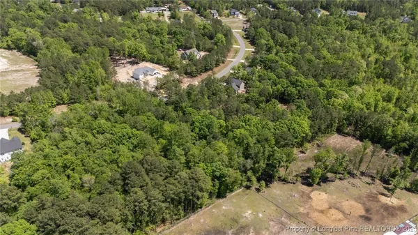a view of a forest with a tree