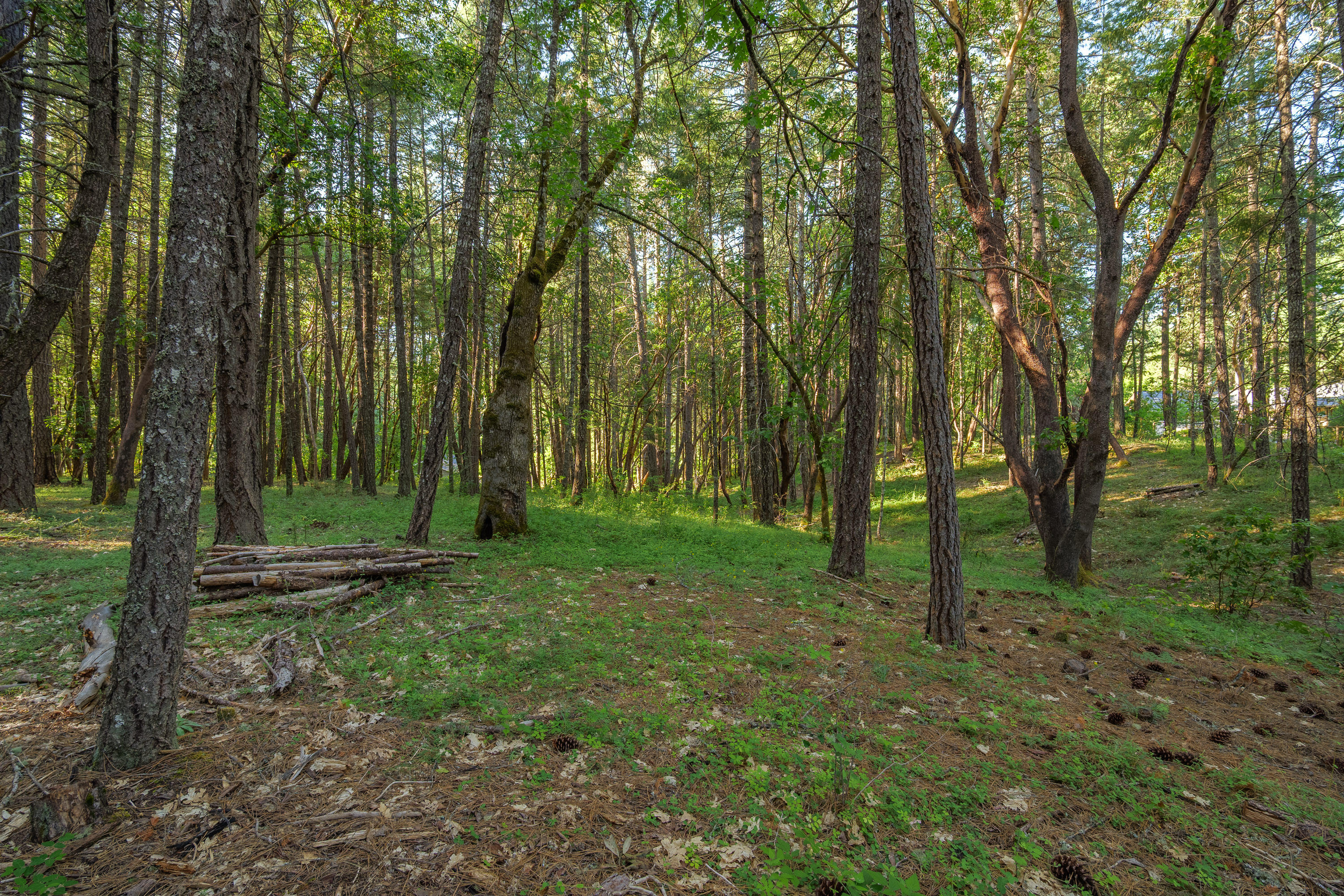 355 Firview Lane Wilderville, OR 97543 - Photo 5 of 12 a view of outdoor space with trees all around