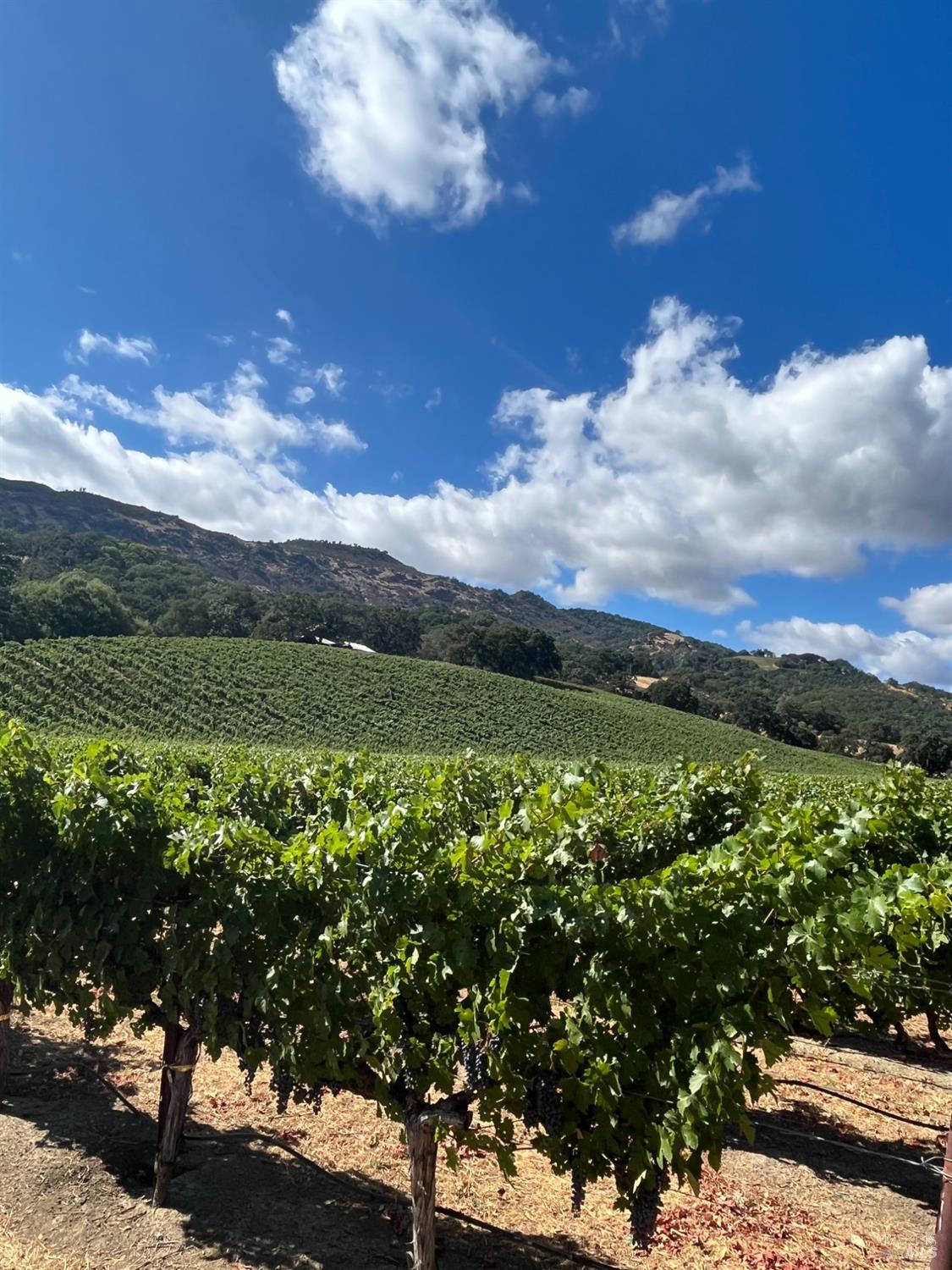 4060 Monticello Road Napa, CA 94558 - Photo 26 of 54