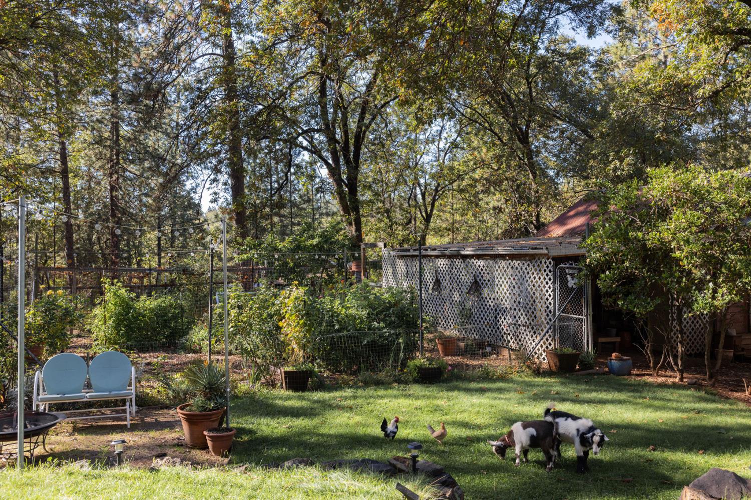 790 Pine Knoll Road Applegate, CA 95703 - Photo 16 of 81 an outdoor view of a garden