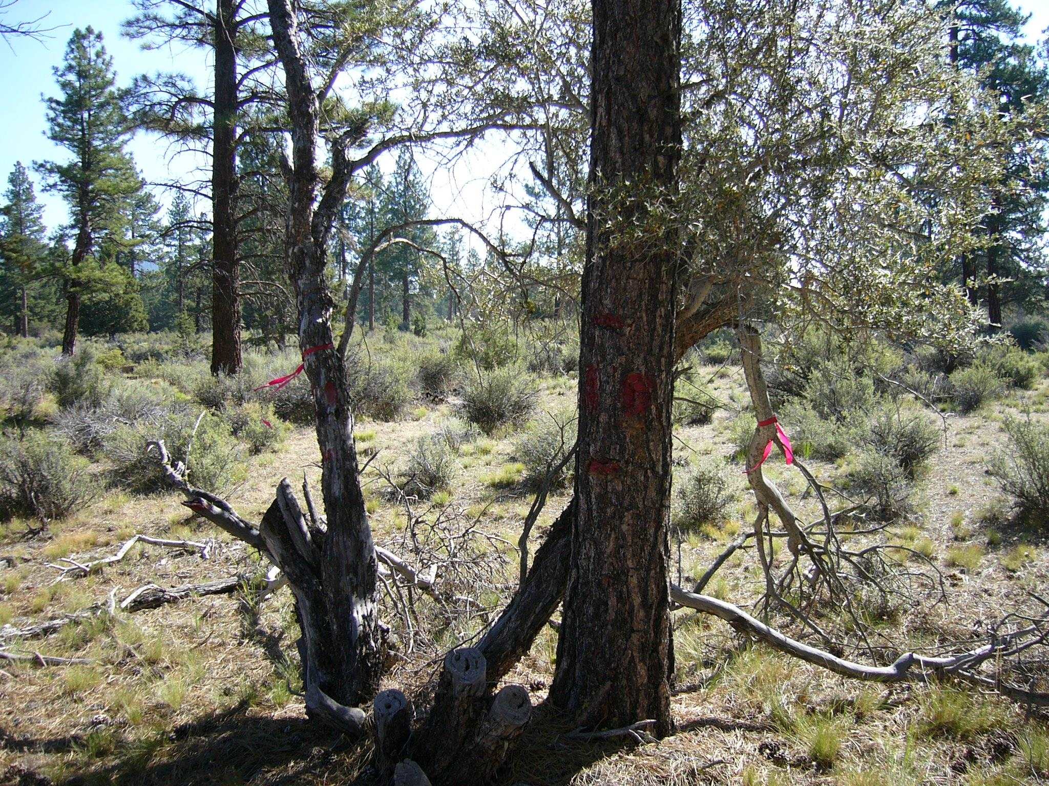 20 Acres Off Technor Robison Road Macdoel, CA 96058 - Photo 23 of 23 Gallery Image 23