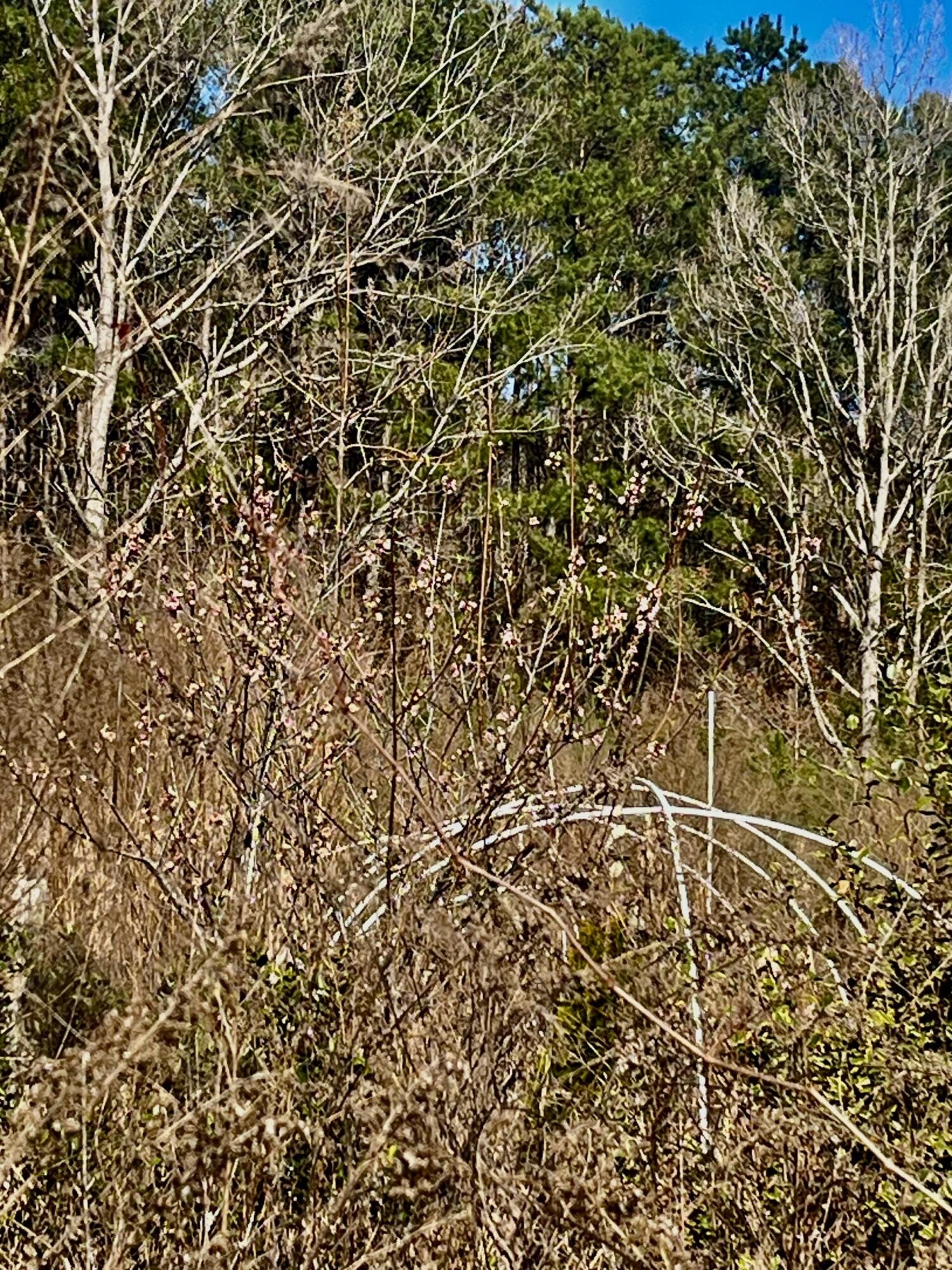 1366 Peirce Road Cottageville, SC 29435 - Photo 21 of 23 thumbnail_IMG_5567