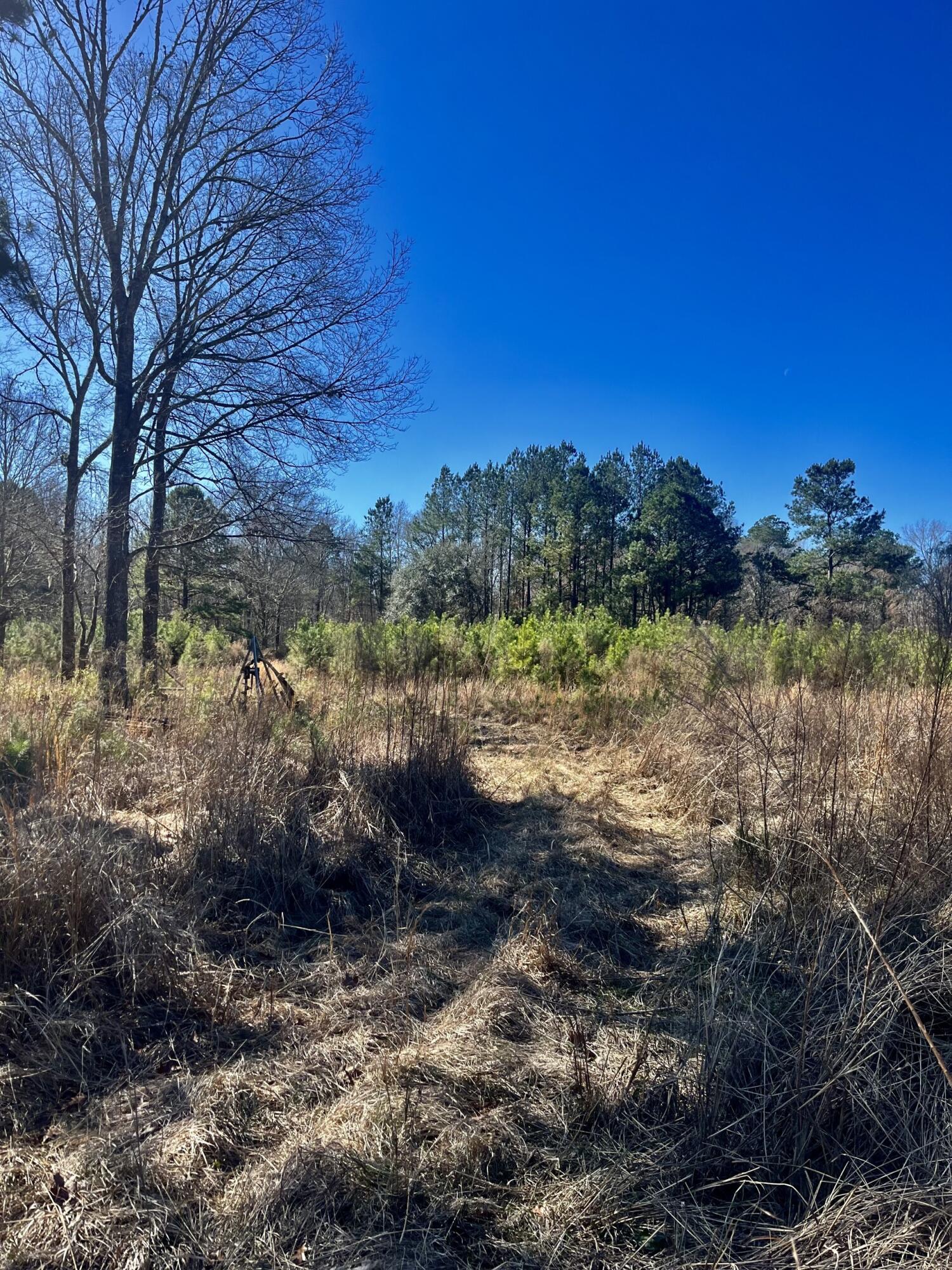 1366 Peirce Road Cottageville, SC 29435 - Photo 6 of 23 thumbnail_IMG_5574