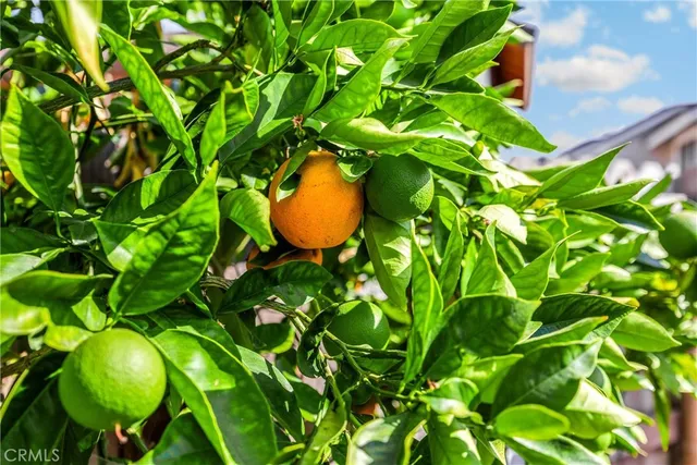 a backyard of a house with lots of tree