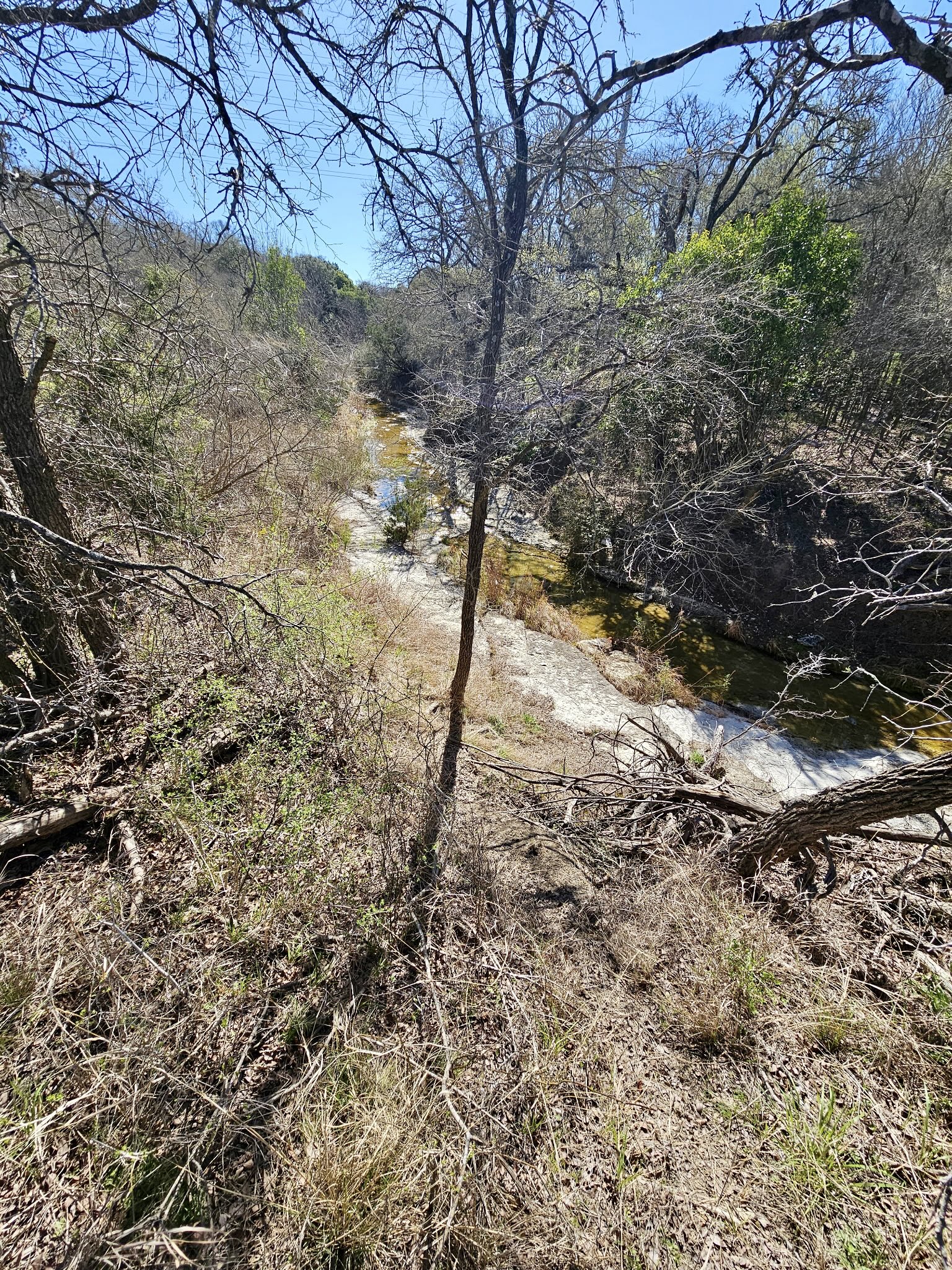 a view of a forest filled with trees