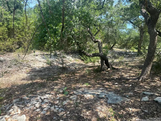a view of a forest with trees