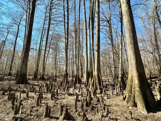 $1,870,000 | 2 Evans Road, Carthage, MS 39051