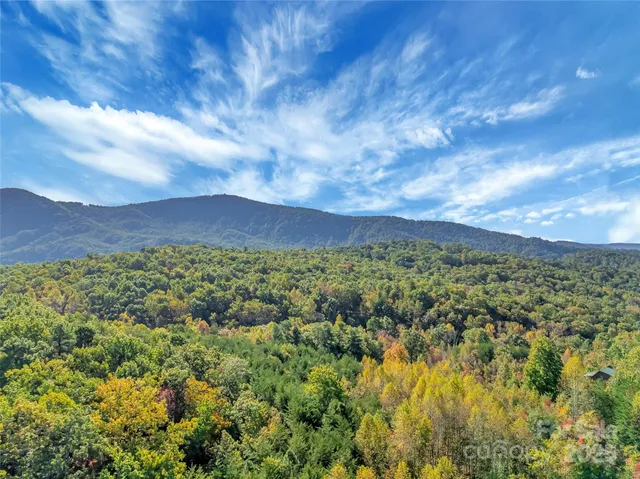 a view of a yard with plants and large trees