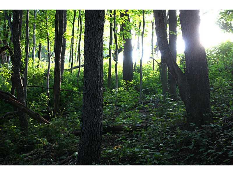 Land. mature woods near crest of hill on backside of property