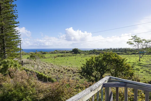 a view of a large yard with potted plants
