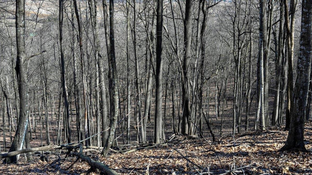 E17497 Gross Valley Road Hillsboro, WI 54634 - Photo 24 of 55