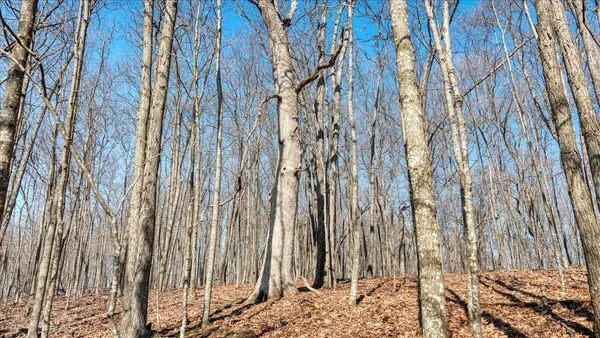 $300,000 | E17497 Gross Valley Road, Hillsboro, WI 54634