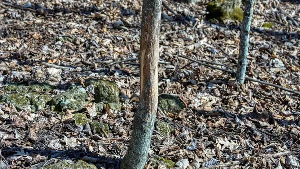 $300,000 | E17497 Gross Valley Road, Hillsboro, WI 54634