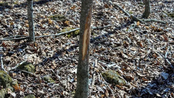 $300,000 | E17497 Gross Valley Road, Hillsboro, WI 54634