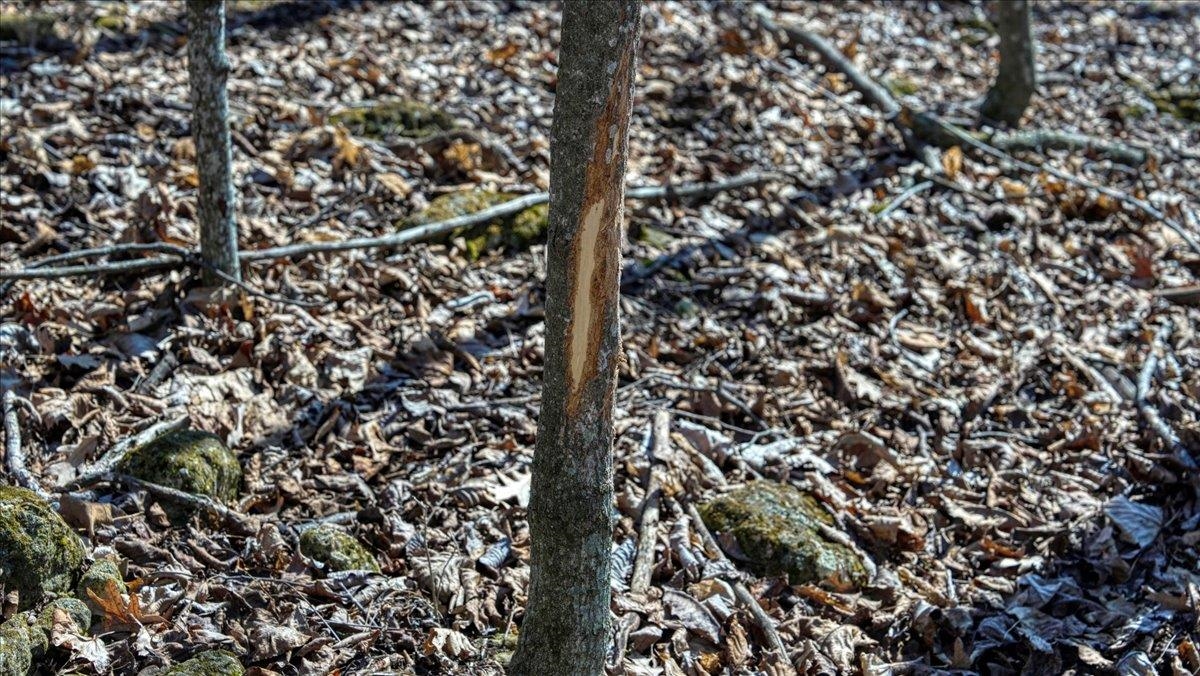 E17497 Gross Valley Road Hillsboro, WI 54634 - Photo 35 of 55