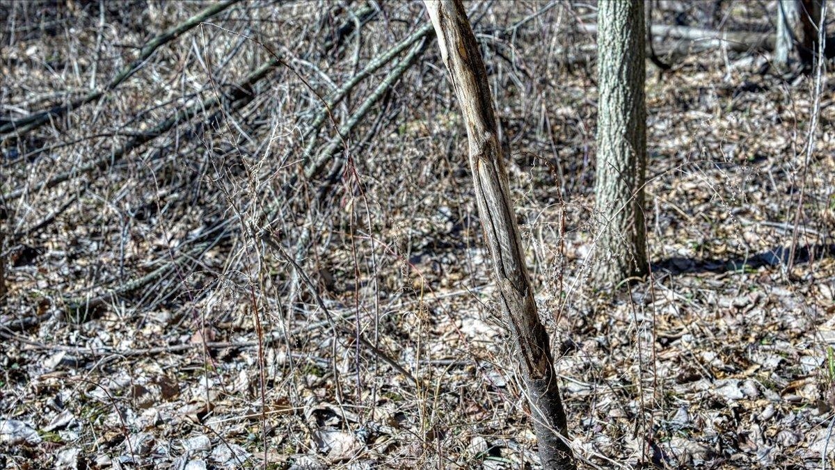 E17497 Gross Valley Road Hillsboro, WI 54634 - Photo 40 of 55